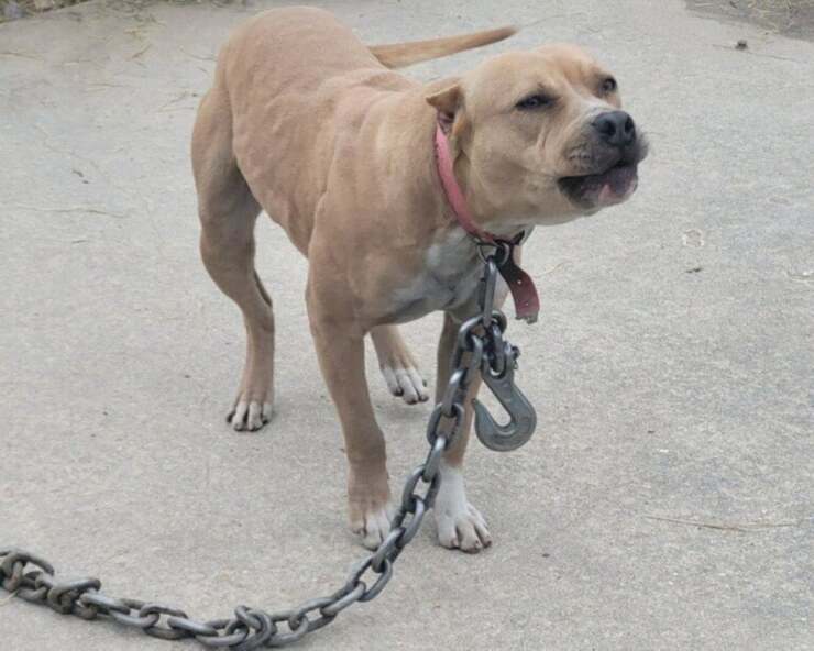 Cani lasciati a morire di freddo legati a catena nelle gabbie (Foto Facebook)
