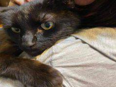 Donna sente miagolare dal veterinario e riconosce il gatto smarrito da mesi