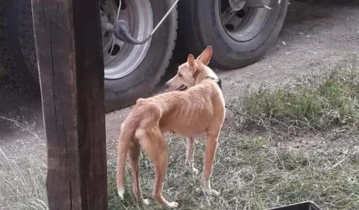 Incatenato e lasciato alle intemperie cane salvato grazie a una e-mail (Video)