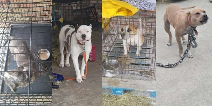 Cani lasciati a morire di freddo legati a catena nelle gabbie (Foto Facebook)