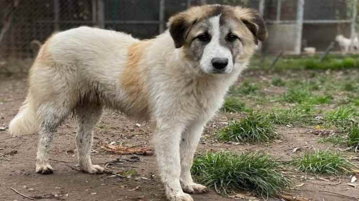 Il cane Aquila (Foto Facebook)