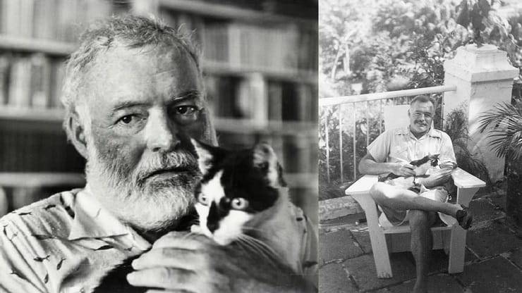 Gatto di Hemingway