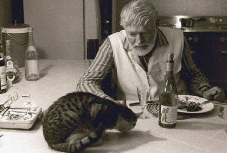 baincaneve gatto Hemingway