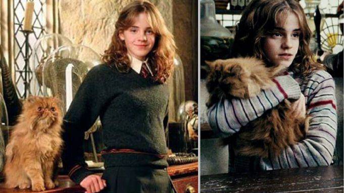 Gatto Hermione Granger: nome, razza, caratteristiche e curiosità
