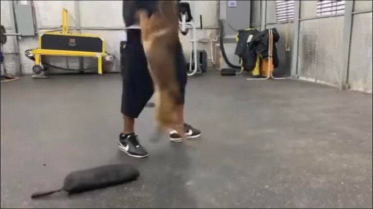 Addestratore maltratta cucciolo durante addestramento (Screen video)