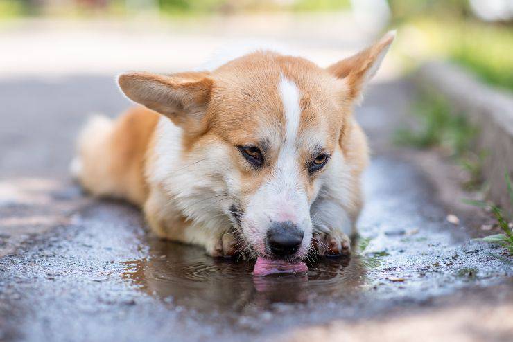 Come impedire al cane di bere l'acqua sporca