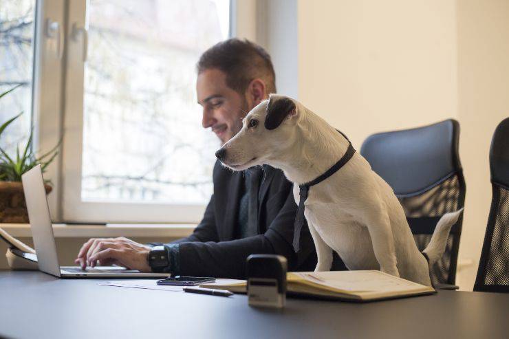 Si può portare il cane in ufficio?