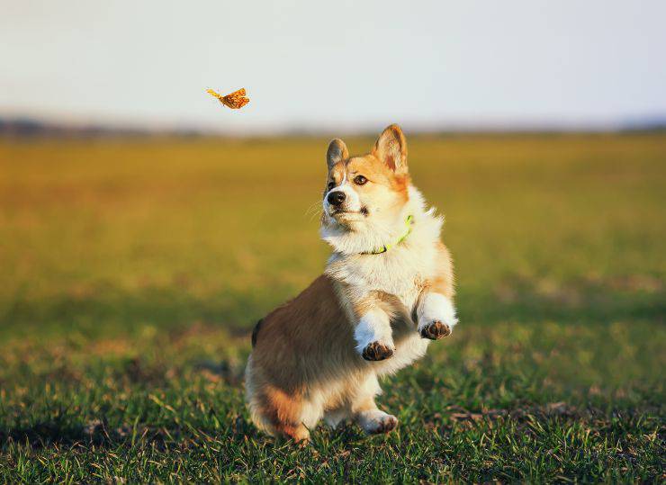 Il cane attacca gli insetti