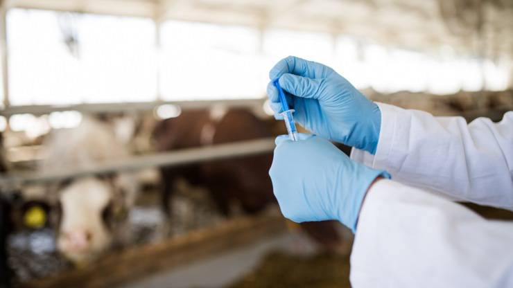 Effetti collaterali degli antibiotici sugli animali