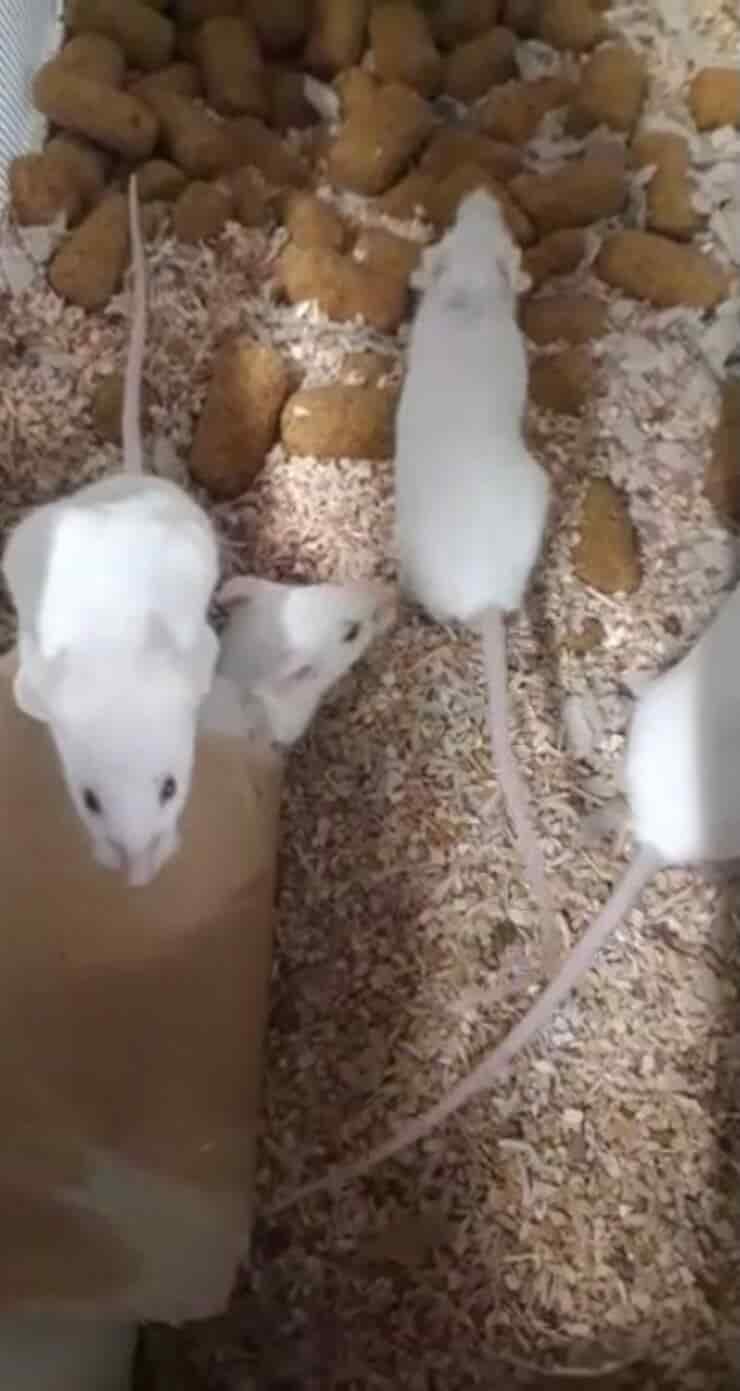 Alcuni topolini salvati dall'organizzazione (Screen video)
