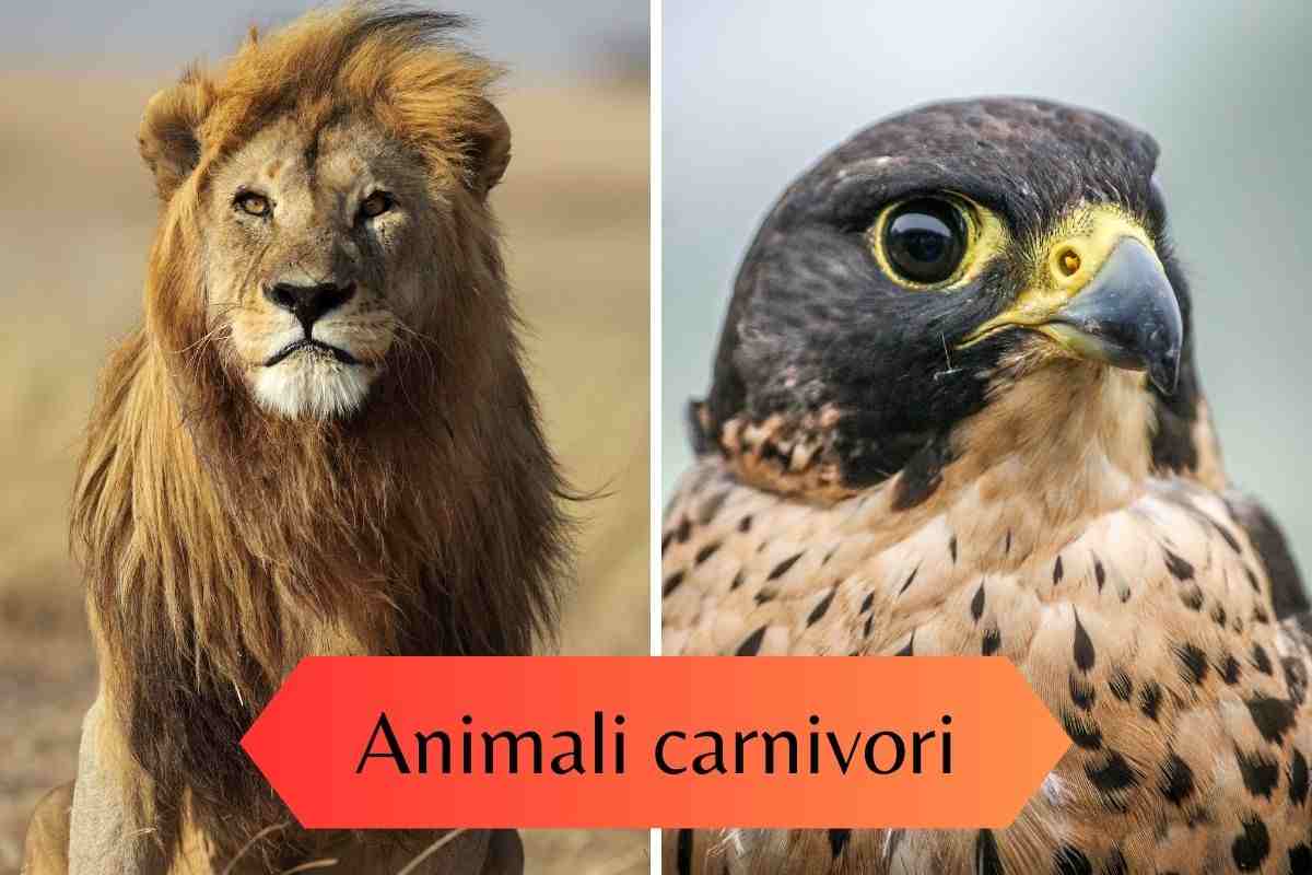Leone e falco attento due animali carnivori