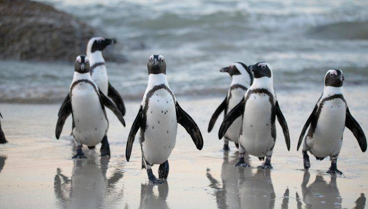 Pinguini in gruppo come animali carnivori