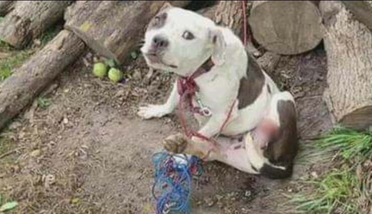 Bella il cane che si è strappato la zampa a morsi per fuggire dal suo destino (Screen Video)