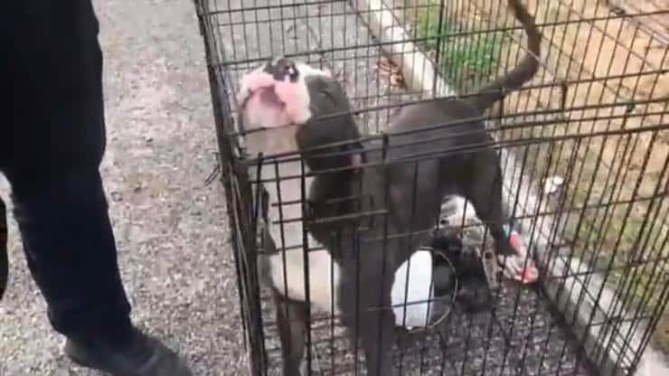 Bubbly abbandonato in una gabbia senza vie di fuga (Screen video)