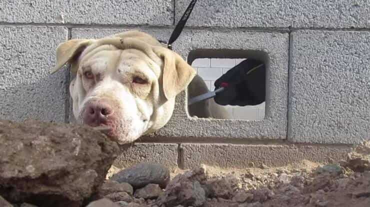 Buddy (Screen video)