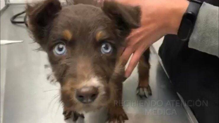 Cagnolina con i suoi meravigliosi occhi azzurri (Screen video)