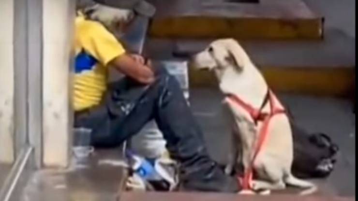 Senzatetto e cane (Foto video) 