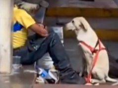 Un Labrador e il senzatetto (Foto video)