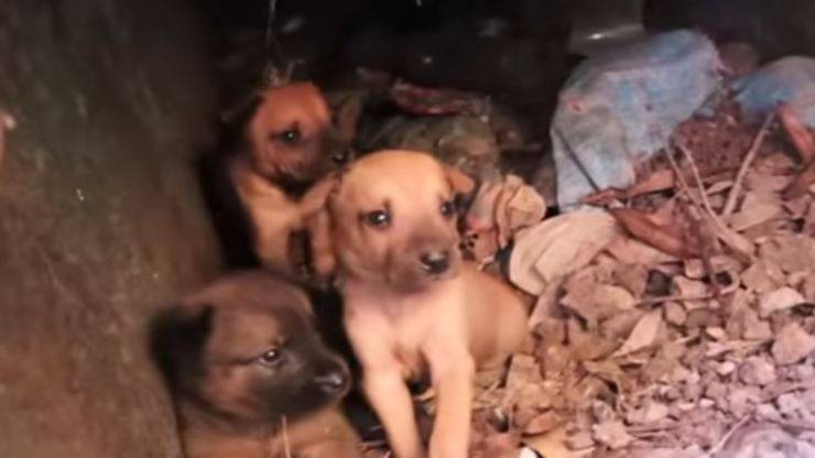 Cuccioli in primo piano (Foto video)