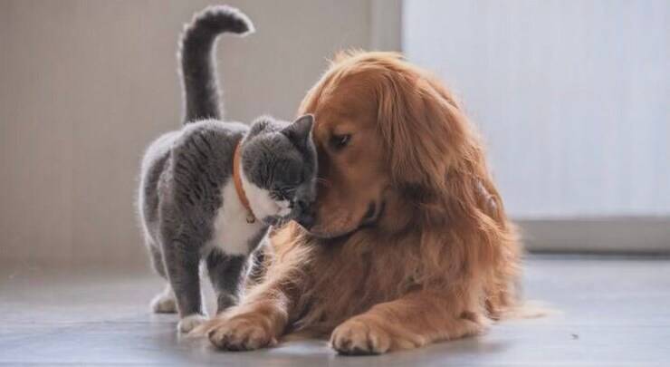 Coccole tra gatto e cane (Screen Pinterest)