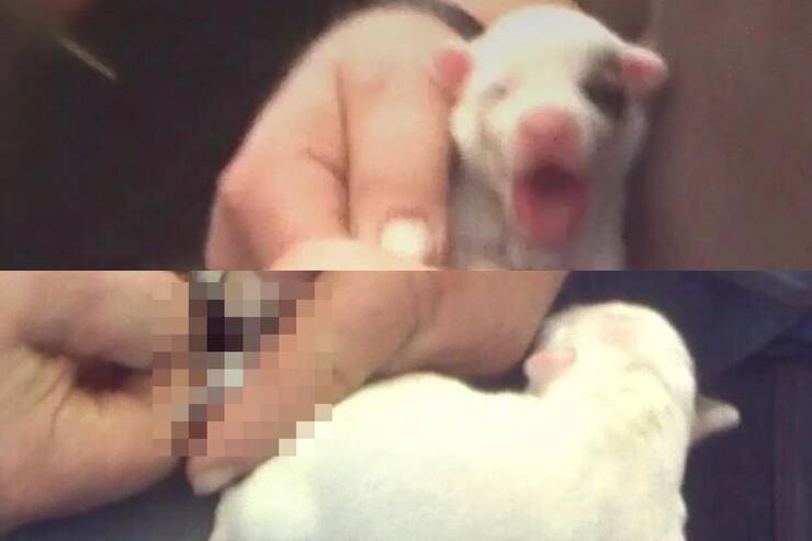 Cuccioli maltrattati allevamento Michigan (Screen Instagram)