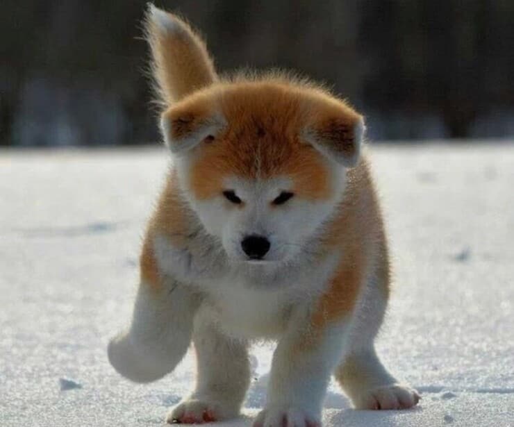 Cucciolo Akita (Screen Pinterest)