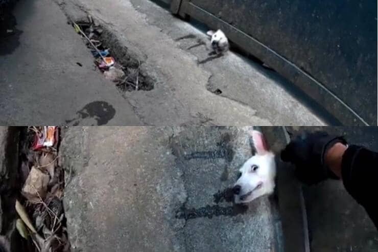 Cucciolo incastrato sotto cancello (Screen video)