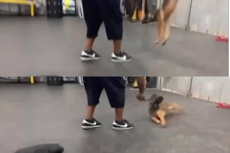 Cucciolo maltrattato durante addestramento (Screen video)