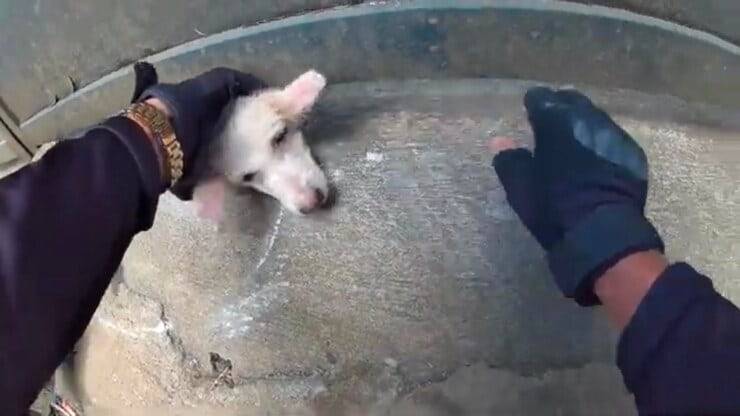 Cucciolo mentre viene salvato (Screen video)