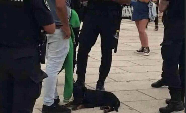 Cucciolo picchiato dall'uomo ubriaco (Screen video)