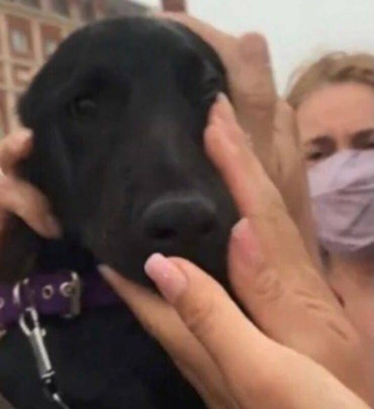 Cucciolo salvato (Screen video)