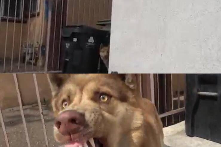 Desi appena trovata (Screen video)