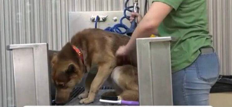 Desi durante il primo bagnetto nella struttura che l'ha accolta (Screen video)