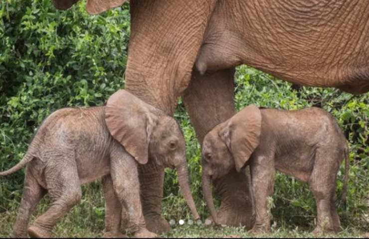 elefanti gemelli