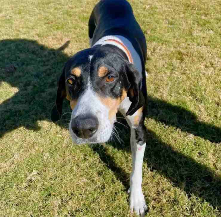 cagnolina abbandonata fossa fango