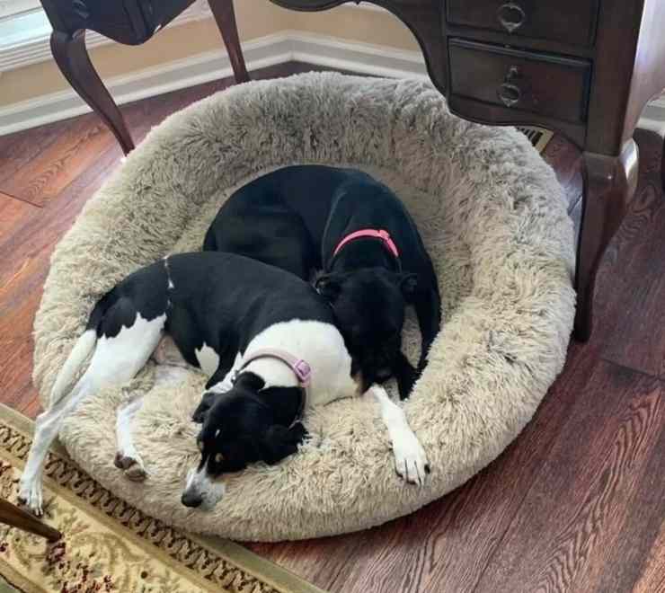 cane porta padrone cagnolina abbandonata