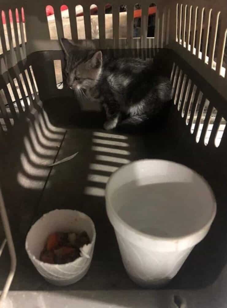 Gattino al sicuro dopo il suo salvataggio (Screen Facebook)