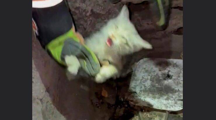 Gattino durante il suo salvataggio (Screen Facebook)