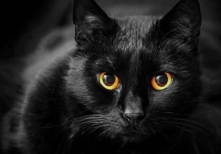 Gatto nero (Screen Pinterest)