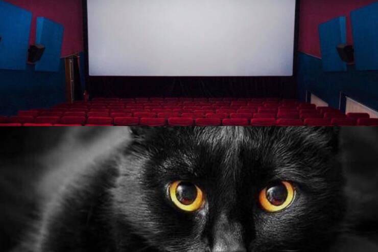 Gatto nero, cinema (Screen Pinterest)