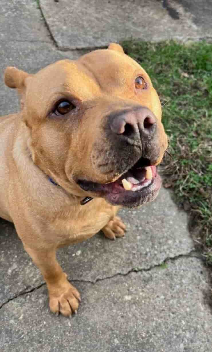 Hendrix (Screen Facebook)