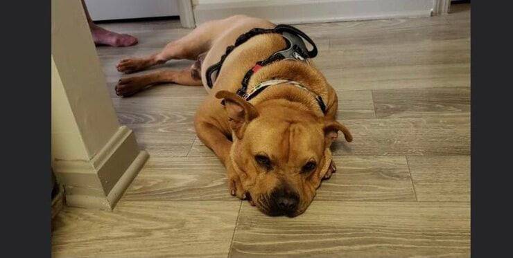 Hendrix triste per non aver trovato ancora una famiglia (Screen Facebook)