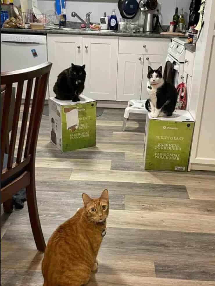 I 3 gatti che hanno ancora la meglio sulle loro mamme umane (Screen Facebook)