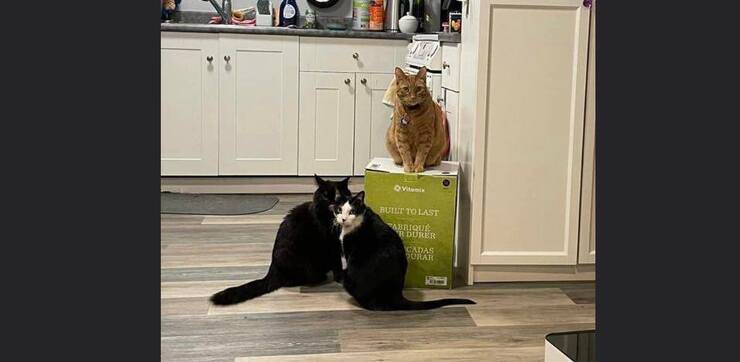 I 3 gatti che tengono in ostaggio la scatola del frullatore (Screen Facebook)