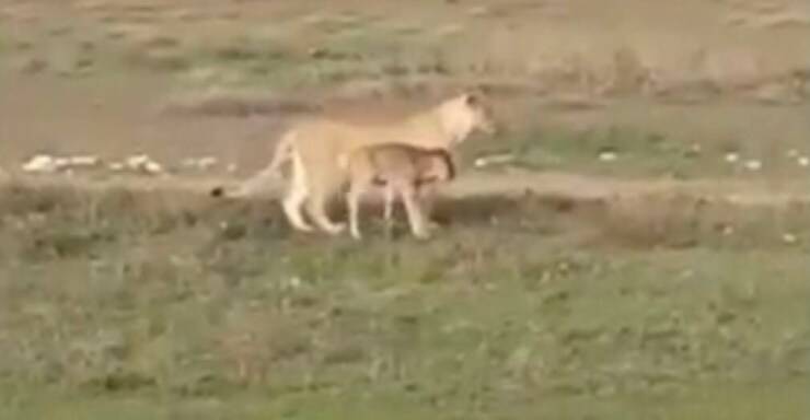 Leonessa e cucciolo di gnu camminano una vicino all'altro (Screen video)