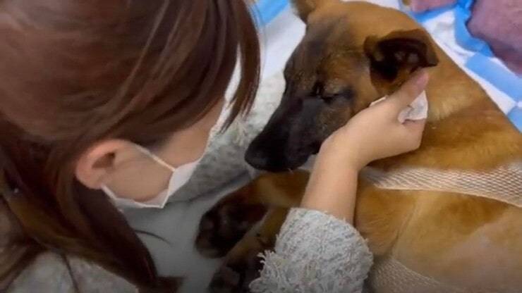 Little Horse (Screen video)