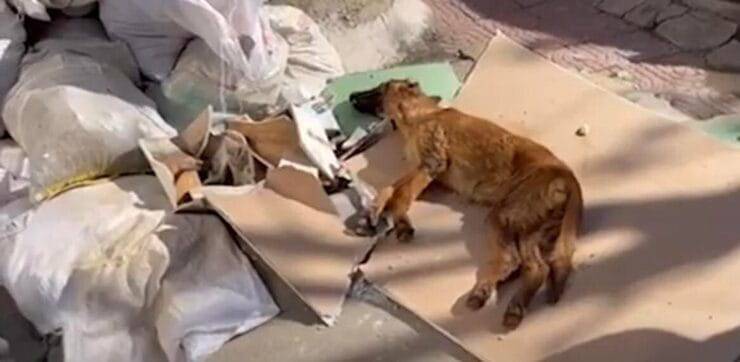 Little Horse appena trovato (Screen video)