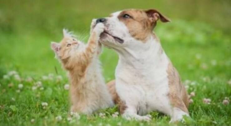 Micino gioca con cucciolo (Screen Pinterest)