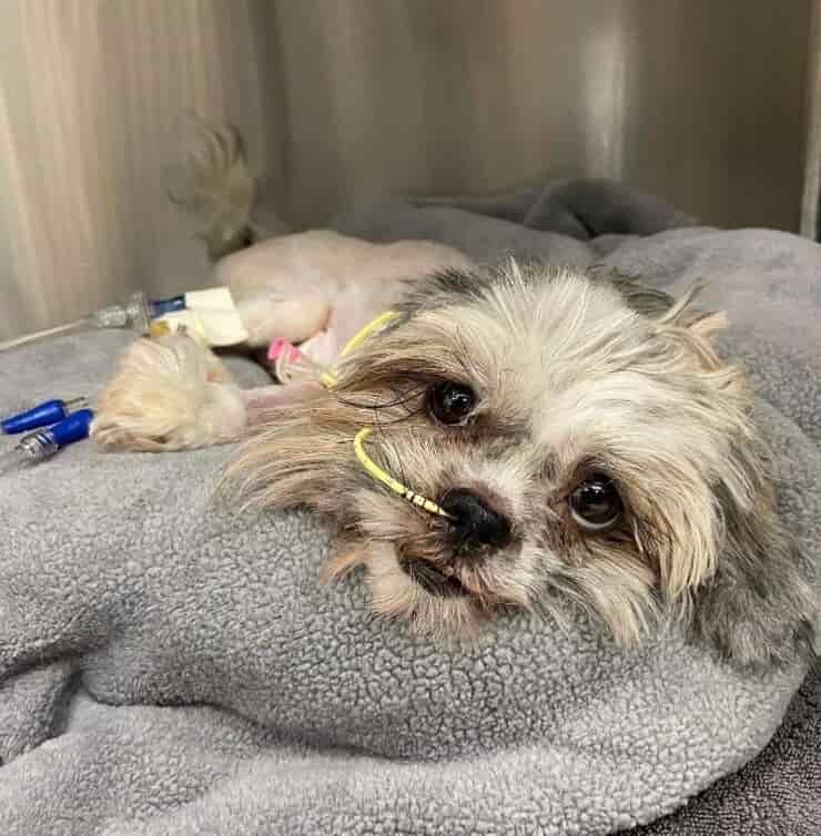 Noodles (Screen Facebook)