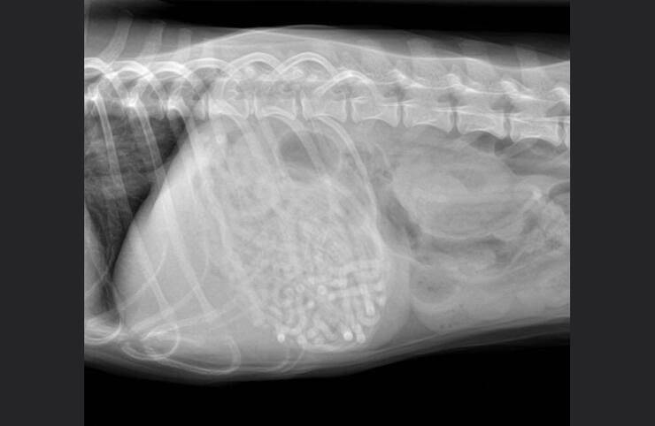 Radiografia di Noodles (Screen Facebook)